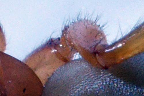 Dysdera crocata